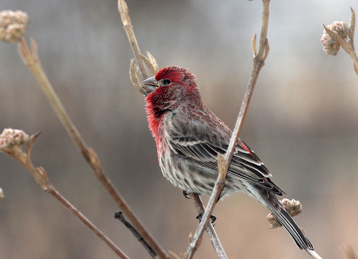 Male House Finch Males have a red head and breast and a streaked, brown belly. The red coloring comes from pigments contained in its food during molt. So, the more pigment in the food, the redder the male. Females seem to prefer to mate with the reddest male they can find, and this male finch is already paired up with a female.<br />
<br />
House Finches were originally found in the western United States. But, in 1940 some finches were released on Long Island, New York after failed attempts to sell them as pet &ldquo;Hollywood Finches&rdquo;. After being released into nature, they spread across almost all of the eastern United States. Carpodacus mexicanus,Geotagged,Haemorhous mexicanus,House Finch,Spring,United States,bird,finch,male House Finch