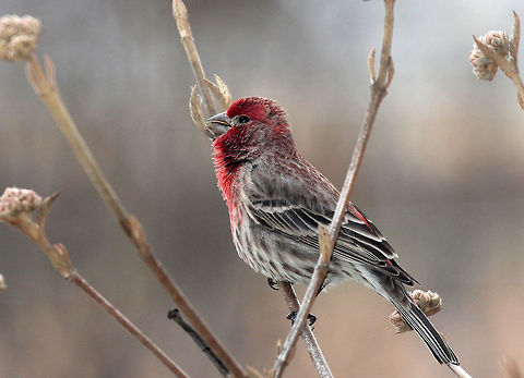 Male House Finch Males have a red head and breast and a streaked, brown belly. The red coloring comes from pigments contained in its food during molt. So, the more pigment in the food, the redder the male. Females seem to prefer to mate with the reddest male they can find, and this male finch is already paired up with a female.

House Finches were originally found in the western United States. But, in 1940 some finches were released on Long Island, New York after failed attempts to sell them as pet “Hollywood Finches”. After being released into nature, they spread across almost all of the eastern United States. Carpodacus mexicanus,Geotagged,Haemorhous mexicanus,House Finch,Spring,United States,bird,finch,male House Finch