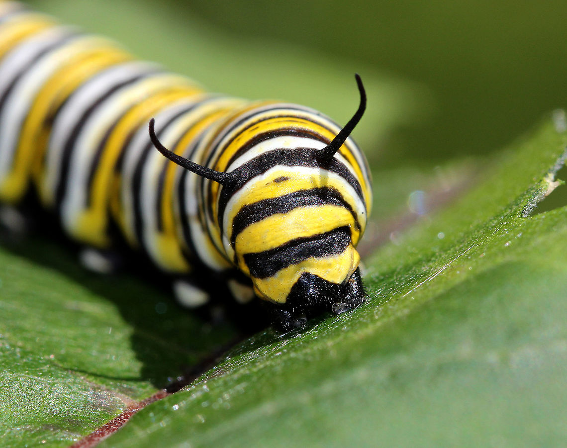 Monarch Caterpillar Monarch larva with a complex banding pattern of white, yellow, and black stripes. The white dots on the prolegs, in addition to the large size of this caterpillar (5cm) indicate that this is probably a 5th instar larva.  Danaus plexippus,Geotagged,Monarch,Monarch Caterpillar,Monarch butterfly,Summer,United States,caterpillar,monarch butterfly caterpillar