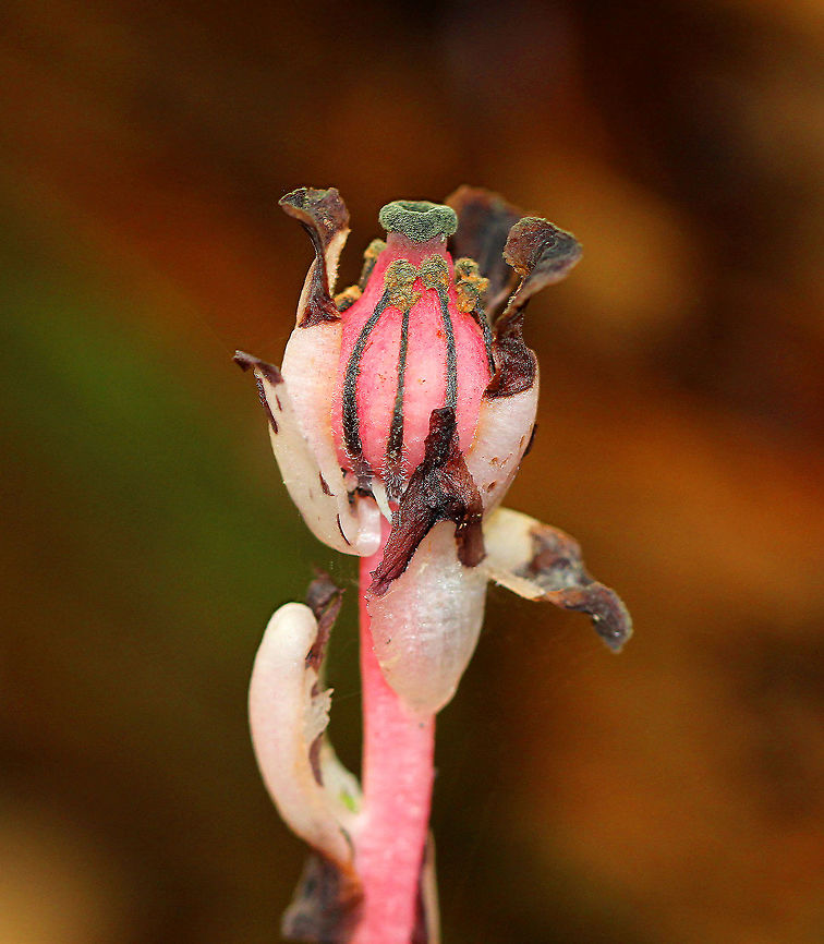 Indian Pipe Usually this plant is translucent white, but these had a deep pink hue. Indian Pipe plants have a stem, bract-like scales instead of leaves, and a single flower at the end of the stem.  <br />
<br />
While Indian Pipe is a flowering plant, it is unusual because it isn&#039;t green. Unlike most plants, Indian Pipe is white and doesn&#039;t contain chlorophyll. Instead of generating energy from sunlight, it is parasitic - more specifically it&#039;s a myco-heterotroph. Myco-heterotrophs get their food by parasitizing fungi. They do this by linking their roots with the mycelia of a fungus from which the plant will then get its nutrients.  Fall,Geotagged,Ghost Plant,Indian Pipe,Monotropa uniflora,United States,corpse plant,ghost plant,plant,saprotrophic plant,white plant