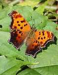 Eastern Comma Small butterfly with seasonally variable coloration. The upperside of the forewings is brownish-orange with dark spots, while the upperside of the hindwings is much darker. The underside of the wings are mottled brown with a white comma in the middle of the hindwings. It has amazing camouflage when its wings are closed.<br />
https://www.jungledragon.com/image/56493/eastern_comma.html<br />
https://www.jungledragon.com/image/71109/eastern_comma_-_polygonia_comma.html<br />
Eastern Comma,Fall,Geotagged,Polygonia comma,United States,butterfly,comma