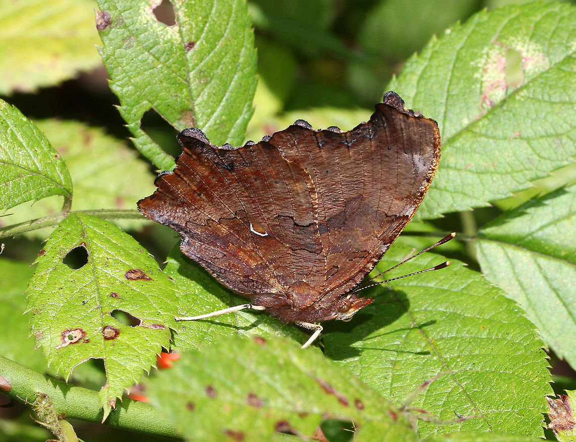 Eastern Comma Small butterfly with seasonally variable coloration. The upperside of the forewings is brownish-orange with dark spots, while the upperside of the hindwings is much darker. The underside of the wings are mottled brown with a white comma in the middle of the hindwings. It has amazing camouflage when its wings are closed.<br />
<figure class="photo"><a href="https://www.jungledragon.com/image/56492/eastern_comma.html" title="Eastern Comma"><img src="https://s3.amazonaws.com/media.jungledragon.com/images/3232/56492_thumb.jpg?AWSAccessKeyId=05GMT0V3GWVNE7GGM1R2&Expires=1759968010&Signature=pYvmiNOlpvQPAcXHYbreEN8higU%3D" width="118" height="152" alt="Eastern Comma Small butterfly with seasonally variable coloration. The upperside of the forewings is brownish-orange with dark spots, while the upperside of the hindwings is much darker. The underside of the wings are mottled brown with a white comma in the middle of the hindwings. It has amazing camouflage when its wings are closed.<br />
https://www.jungledragon.com/image/56493/eastern_comma.html<br />
https://www.jungledragon.com/image/71109/eastern_comma_-_polygonia_comma.html<br />
 Eastern Comma,Fall,Geotagged,Polygonia comma,United States,butterfly,comma" /></a></figure><br />
<figure class="photo"><a href="https://www.jungledragon.com/image/71109/eastern_comma_-_polygonia_comma.html" title="Eastern Comma - Polygonia comma"><img src="https://s3.amazonaws.com/media.jungledragon.com/images/3232/71109_thumb.jpg?AWSAccessKeyId=05GMT0V3GWVNE7GGM1R2&Expires=1759968010&Signature=9yU6jHctdFsXOQdHPvD3e6AuqsM%3D" width="200" height="134" alt="Eastern Comma - Polygonia comma Small butterfly with seasonally variable coloration. The upperside of the forewings is brownish-orange with dark spots, while the upperside of the hindwings is much darker. The underside of the wings are mottled brown with a white comma in the middle of the hindwings. It has amazing camouflage when its wings are closed.<br />
<br />
Habitat: Hiding among the sycamore leaves! Can you see it??<br />
https://www.jungledragon.com/image/56492/eastern_comma.html<br />
https://www.jungledragon.com/image/56493/eastern_comma.html Eastern Comma,Fall,Geotagged,Polygonia comma,United States,butterfly,camouflage" /></a></figure> Butterfly,Eastern Comma,Fall,Geotagged,Polygonia,Polygonia comma,United States,comma
