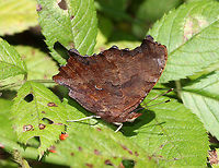 Eastern Comma Small butterfly with seasonally variable coloration. The upperside of the forewings is brownish-orange with dark spots, while the upperside of the hindwings is much darker. The underside of the wings are mottled brown with a white comma in the middle of the hindwings. It has amazing camouflage when its wings are closed.<br />
https://www.jungledragon.com/image/56492/eastern_comma.html<br />
https://www.jungledragon.com/image/71109/eastern_comma_-_polygonia_comma.html Butterfly,Eastern Comma,Fall,Geotagged,Polygonia,Polygonia comma,United States,comma