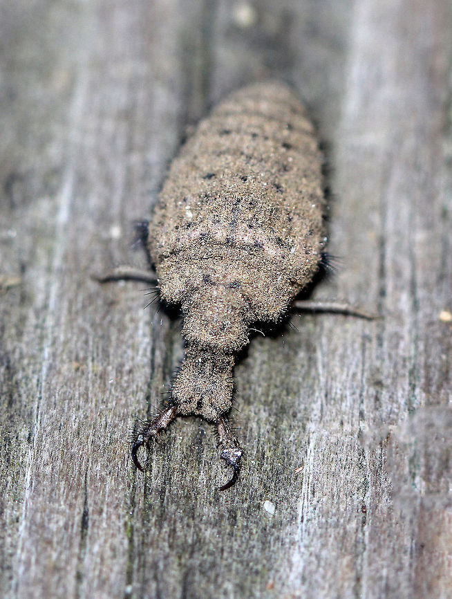 Antlion Larva Antlion larvae can be found in sandy areas, where they dig a shallow cone-shaped pit. They wait at the bottom of the pit for an ant or other insect to fall in. They have robust bodies that are gray or brown in color. Their bodies are covered in bristles, which help them gain traction in their sandpits. They have enormous sickle-shaped mandibles, which have a canal that contains venom and enzymes. Interestingly, they do not have a traditional mouth. Instead, they have a small, fixed slit that can&#039;t be used for chewing solid food. So, they have to liquefy their meals. To eat, the larvae grab and stab their prey, inject it with venom and digestive enzymes. which dissolve soft tissues. Then, the larvae just have to suck the goo out of their prey. Their common name comes from the observation that they prey primarily on ants; So, metaphorically speaking, the antlion is a &quot;lion&quot; among ants. <br />
<br />
Antlion larvae have an unusual feature in that they lack an anus. Any metabolic waste that they generate during their larval stage gets stored - some will be used to spin silk for the cocoon, and the rest will eventually be voided as meconium at the end of the pupal stage. Weird, but true. Antlion,Antlion Larva,Fall,Geotagged,Myrmeleontidae,United States,larva