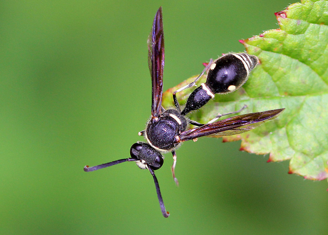 Potter Wasp Black wasp strikingly patterned with white lines and dots.<br />
<br />
Potter wasps are solitary mass provisioners. They build small cells in which they will lay a single egg. Then, they place a beetle larvae, spider, or caterpillar to serve as food for the single wasp larva. When the larva hatches, it feeds on the supplied prey for a few weeks before pupating. These wasps are called &quot;potter wasps&quot; because of the shape of the mud nests they build. It is believed that Native Americans actually based their pottery designs on potter wasp nests.  Eumenes,Eumenes fraternus,Fall,Geotagged,Potter wasp,United States,Wasp