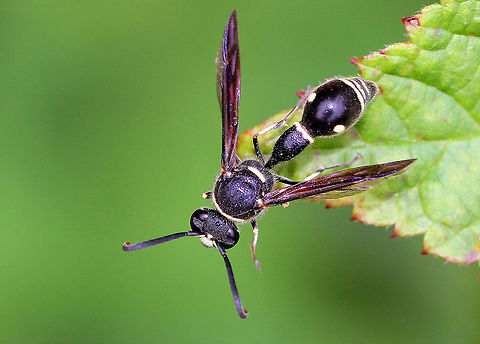 Potter Wasp Black wasp strikingly patterned with white lines and dots.

Potter wasps are solitary mass provisioners. They build small cells in which they will lay a single egg. Then, they place a beetle larvae, spider, or caterpillar to serve as food for the single wasp larva. When the larva hatches, it feeds on the supplied prey for a few weeks before pupating. These wasps are called "potter wasps" because of the shape of the mud nests they build. It is believed that Native Americans actually based their pottery designs on potter wasp nests.  Eumenes,Eumenes fraternus,Fall,Geotagged,Potter wasp,United States,Wasp