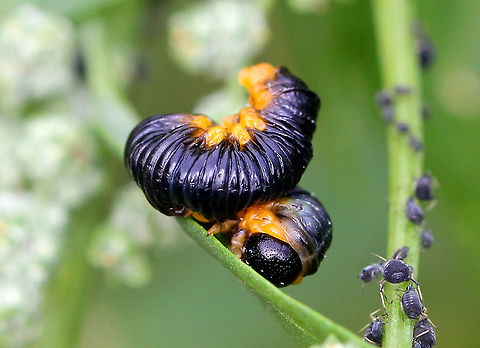 Sawfly Larvae - Macremphytus sp. The dorsal side was shiny indigo, and their ventral side was yellow-orange. Some of the larvae were crawling around, while others were curled up, and one had turned white and was curled up on the underside of a leaf. Sawflies get their common name from the saw-like appearance of their ovipositor, which females use to cut slits in stems and leaves in order to lay their eggs.  Fall,Geotagged,Macremphytus,Sawfly Larva,United States,larva,sawfly