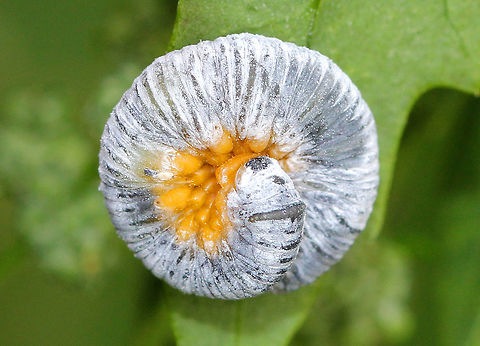 Sawfly Larva - Macremphytus sp. Curled up larva, which had turned white and was resting on the underside of a Lamb's Quarters leaf (Chenopodium album).
Sawflies get their common name from the saw-like appearance of their ovipositor, which females use to cut slits in stems and leaves in order to lay their eggs.  Fall,Geotagged,Macremphytus,United States,larva,sawfly,sawfly larva