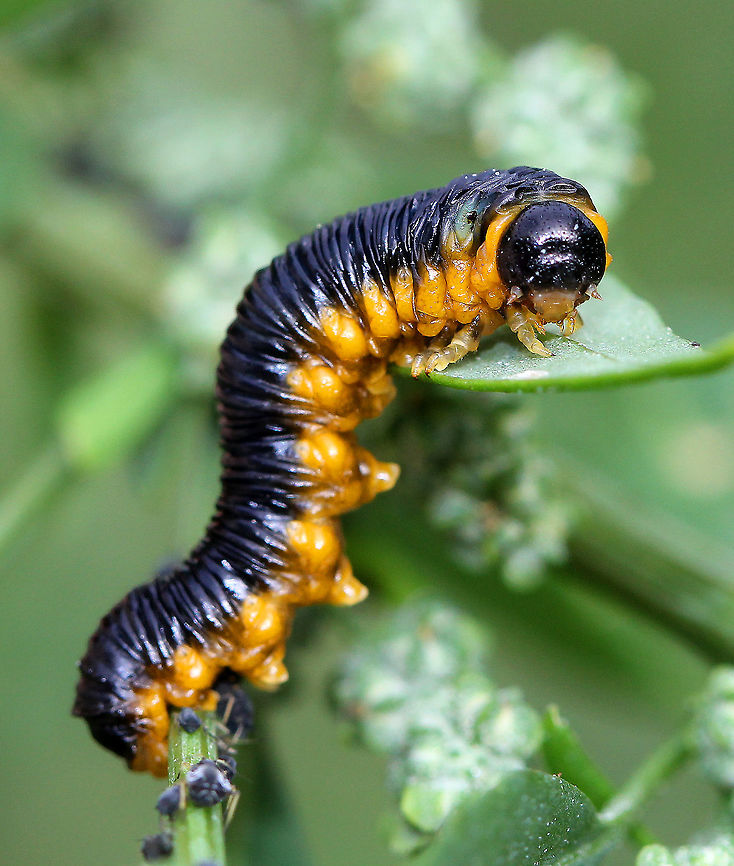 Sawfly Larva - Macremphytus sp. Their dorsal side was shiny indigo, and their ventral side was yellow-orange. Some of the larvae were crawling around, while others were curled up, and one had turned white and was curled up on the underside of a leaf.<br />
<br />
Sawflies get their common name from the saw-like appearance of their ovipositor, which females use to cut slits in stems and leaves in order to lay their eggs.  Fall,Geotagged,Macremphytus,Sawfly Larva,United States,larva,sawfly