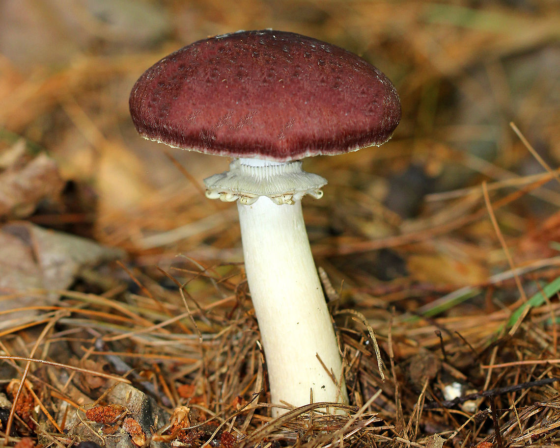 King Stropharia Deep red caps, purple-gray gills, and a white stem with a thick, cogwheeled ring. There were at least a dozen mushrooms and they ranged in size from 5-8cm tall. <br />
<br />
Interestingly, Stropharia rugosoannulata is a nematophagous fungus, which means that it is able to trap and digest nematodes. Fungi,Geotagged,King Stropharia,Stropharia,Stropharia rugosoannulata,Summer,United States,fungus,mushroom