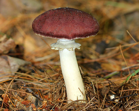 King Stropharia Deep red caps, purple-gray gills, and a white stem with a thick, cogwheeled ring. There were at least a dozen mushrooms and they ranged in size from 5-8cm tall. 

Interestingly, Stropharia rugosoannulata is a nematophagous fungus, which means that it is able to trap and digest nematodes. Fungi,Geotagged,King Stropharia,Stropharia,Stropharia rugosoannulata,Summer,United States,fungus,mushroom