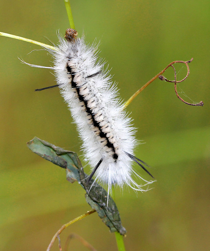 Hickory Tussock Moth Caterpillar Caterpillar that is completely covered in black and white setae. They have black tufts along the middle of their dorsal surface, and four long black hairs (two at the front and two at the back).  The longer bristles on the Hickory Tussock Caterpillar are barbed, urticating hairs that contain irritating secretions. Urticating = HURTicating. Fall,Geotagged,Hickory Tussock Moth Caterpillar,Hickory tussock moth,Lophocampa caryae,United States,caterpillar,moth week 2018