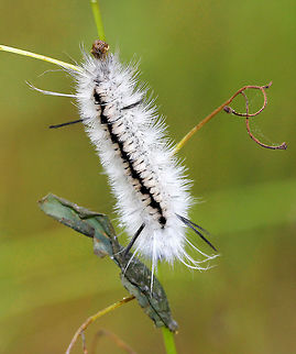 Hickory Tussock Moth Caterpillar Caterpillar that is completely covered in black and white setae. They have black tufts along the middle of their dorsal surface, and four long black hairs (two at the front and two at the back).  The longer bristles on the Hickory Tussock Caterpillar are barbed, urticating hairs that contain irritating secretions. Urticating = HURTicating. Fall,Geotagged,Hickory Tussock Moth Caterpillar,Hickory tussock moth,Lophocampa caryae,United States,caterpillar,moth week 2018