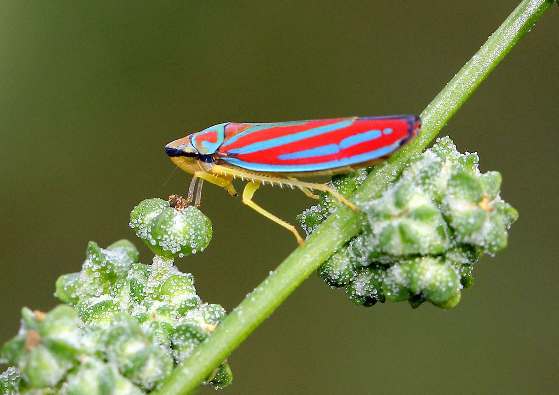 Candy-striped Leafhopper Striking vivid blue and red striped leafhoppers. Their dorsal surface is yellow. They feed on plant sap using their piercing-sucking mouthparts.  Candy-striped Leafhopper,Candy-striped leafhopper,Fall,Geotagged,Graphocephala coccinea,United States,leafhopper