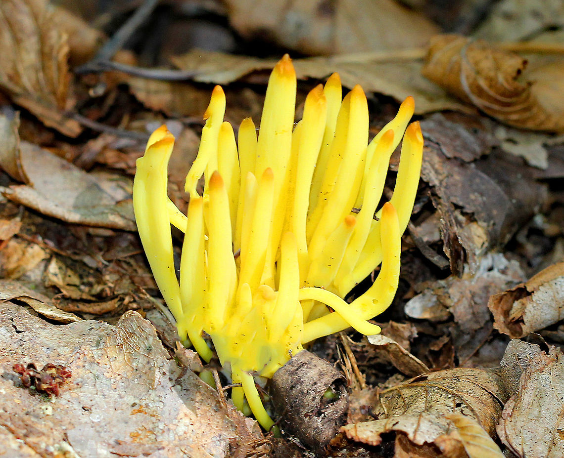 Spindle-shaped Fairy Club Fruiting bodies were bright yellow with darker tips, cylindrical, and unbranched. Clavulinopsis fusiformis,Geotagged,Golden spindles,Spindle-shaped Fairy Club,Summer,United States,fungi,fungus,mushroom