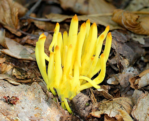 Spindle-shaped Fairy Club Fruiting bodies were bright yellow with darker tips, cylindrical, and unbranched. Clavulinopsis fusiformis,Geotagged,Golden spindles,Spindle-shaped Fairy Club,Summer,United States,fungi,fungus,mushroom