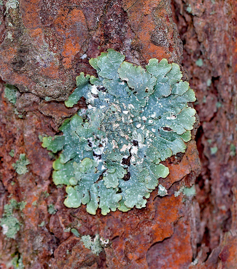 Rough Speckled Shield Lichen Beautiful blue-green lichen growing on a pine tree in a coniferous forest. It looks like the tree may have a fungal infection because it had some red, discoloration to the bark, which you can see in the picture. Geotagged,Lichen,Punctelia rudecta,Rough Speckled Shield Lichen,United States,Winter