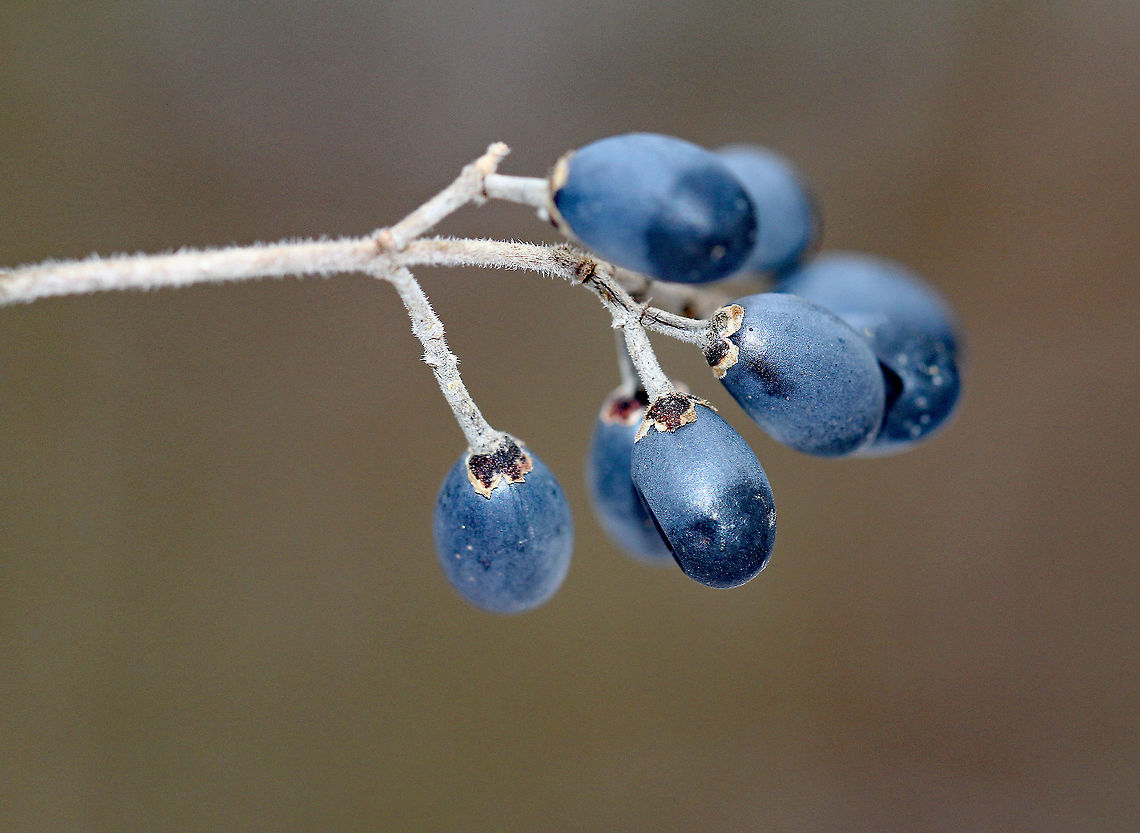 Border Privet This shrub is an invasive species that is banned in Connecticut and is not considered to be naturalized. Yet, I found it growing wild. This plant is able to escape cultivation and rapidly form dense thickets that can crowd out native species, which is why it is banned in Connecticut.  It&#039;s a woody shrub that was about 6 feet tall. It had elliptic-shaped leaves and dark blue fruit, which persist on the branches throughout the winter. Border Privet,Geotagged,Ligustrum obtusifolium,United States,Winter,berries,blue berries,fruit