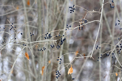 Border Privet This shrub is an invasive species that is banned in Connecticut and is not considered to be naturalized. Yet, I found it growing wild. This plant is able to escape cultivation and rapidly form dense thickets that can crowd out native species, which is why it is banned in Connecticut. It's a woody shrub that was about 6 feet tall. It had elliptic-shaped leaves and dark blue fruit, which persist on the branches throughout the winter. Border Privet,Geotagged,Ligustrum obtusifolium,United States,Winter,berries,blue berries,blue fruit,fruit,shrub,winter berries
