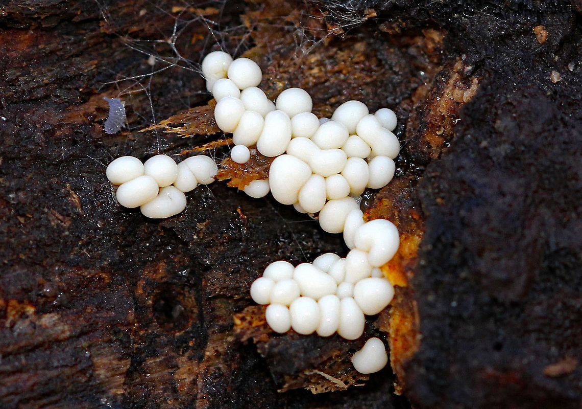 Trichia varia Slime Mold Young, white plasmodial stage of a slime mold. Fall,Geotagged,Trichia varia,United States,slime mold