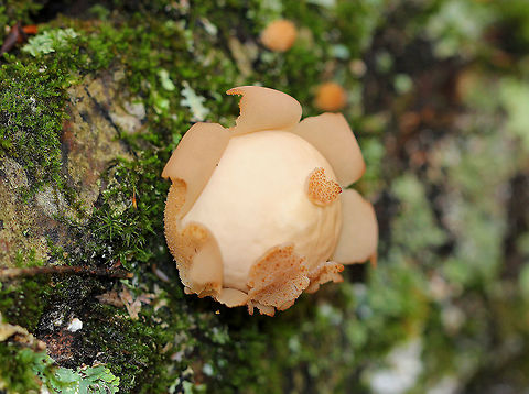 Stump Puffball Stump puffball that was peeling and looked like an earthstar! There were tons of puffballs in various states of decay on the tree, but this was the only one that resembled an earthstar. Round shape when young, but becoming pear-shaped when mature. Also, when mature, they develop a central hole through which spores are liberated by rain. This spore ball was approximately 2-3cm in diameter. These fungi are called puffballs because "puffs" of brown spores are released through the aperture when the mature fruiting body bursts. Also, they look like "balls". Hence the name "puffballs".  Fall,Geotagged,Lycoperdon pyriforme,Pear-shaped Puffball,Stump Puffball,United States,puffball