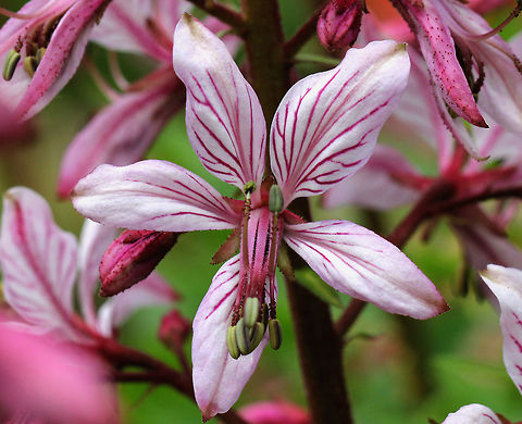 Burning Bush - Dictamnus albus Stems are topped by terminal racemes of fragrant, 5-petaled light pink flowers that have darker pink stripes. In hot weather, old flowers emit a flammable oil, which can be ignited - resulting in a brief vapor burn that is harmless to the plant.
https://www.jungledragon.com/image/71161/burning_bush_-_dictamnus_albus.html Burning Bush,Dictamnus,Dictamnus albus,Geotagged,Spring,United States,flower