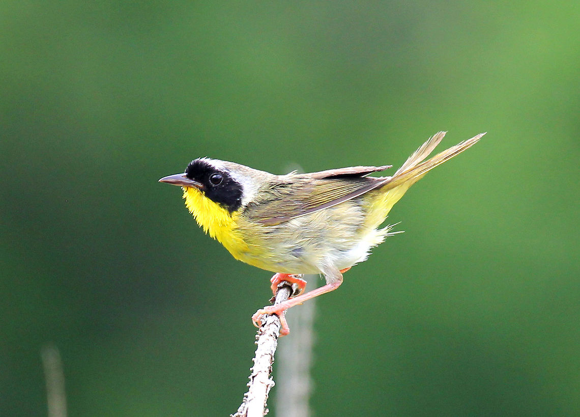 Common Yellowthroat (Male) A small songbird with olive-gray upperparts and a bright yellow chest and throat. Males have a black mask and a thin white line that separates the mask from the top of the head. This male had a female with him. She was nearby gathering food and made frequent trips back to their brush pile where he was waiting.  They had made a home in a large brush pile that was in a meadow.<br />
<figure class="photo"><a href="https://www.jungledragon.com/image/71061/common_yellowthroat_male_-_geothlypis_trichas.html" title="Common Yellowthroat (Male) - Geothlypis trichas"><img src="https://s3.amazonaws.com/media.jungledragon.com/images/3232/71061_thumb.jpg?AWSAccessKeyId=05GMT0V3GWVNE7GGM1R2&Expires=1769040010&Signature=Qv4EsmGBHLBFRWkLwn2nToYLDoA%3D" width="122" height="152" alt="Common Yellowthroat (Male) - Geothlypis trichas A small songbird with olive-gray upperparts and a bright yellow chest and throat. Males have a black mask and a thin white line that separates the mask from the top of the head. This male had a female with him. She was nearby gathering food and made frequent trips back to their brush pile where he was waiting. They had made a home in a large brush pile that was in a meadow.<br />
https://www.jungledragon.com/image/56589/common_yellowthroat_male.html Common yellowthroat,Geotagged,Geothlypis trichas,Summer,United States" /></a></figure> Common Yellowthroat,Common yellowthroat,Geotagged,Geothlypis trichas,Summer,United States,bird,male Common Yellowthroat,yellow