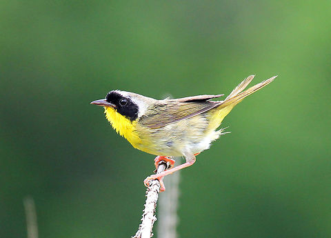 Common Yellowthroat (Male) A small songbird with olive-gray upperparts and a bright yellow chest and throat. Males have a black mask and a thin white line that separates the mask from the top of the head. This male had a female with him. She was nearby gathering food and made frequent trips back to their brush pile where he was waiting.  They had made a home in a large brush pile that was in a meadow.
https://www.jungledragon.com/image/71061/common_yellowthroat_male_-_geothlypis_trichas.html Common Yellowthroat,Common yellowthroat,Geotagged,Geothlypis trichas,Summer,United States,bird,male Common Yellowthroat,yellow