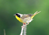 Common Yellowthroat (Male) A small songbird with olive-gray upperparts and a bright yellow chest and throat. Males have a black mask and a thin white line that separates the mask from the top of the head. This male had a female with him. She was nearby gathering food and made frequent trips back to their brush pile where he was waiting. They had made a home in a large brush pile that was in a meadow.<br />
https://www.jungledragon.com/image/71061/common_yellowthroat_male_-_geothlypis_trichas.html Common Yellowthroat,Common yellowthroat,Geotagged,Geothlypis trichas,Summer,United States,bird,male Common Yellowthroat,yellow