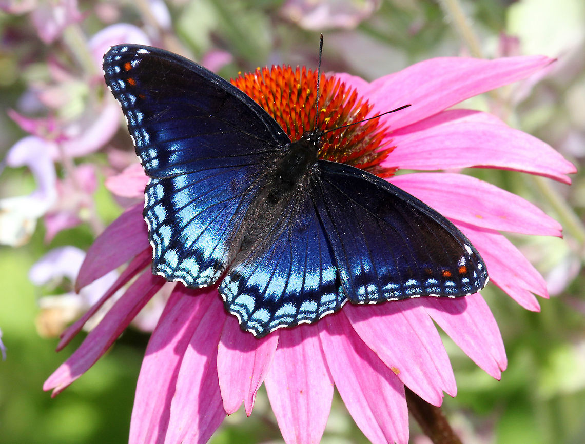 Red-spotted Purple Upperside is blue with a lot of iridescence on the outer part of the hindwings. The underside of the wings is dark brown. The forewings have 2 red bars near the base of the leading edge and the hindwings have 3 red spots near the base and a submarginal row of red-orange spots. <br />
<figure class="photo"><a href="https://www.jungledragon.com/image/71137/red-spotted_purple_-_limenitis_arthemis.html" title="Red-spotted Purple - Limenitis arthemis"><img src="https://s3.amazonaws.com/media.jungledragon.com/images/3232/71137_thumb.jpg?AWSAccessKeyId=05GMT0V3GWVNE7GGM1R2&Expires=1759968010&Signature=iXF7A0aobgOstBy%2FK%2BHmIrmkCGo%3D" width="200" height="168" alt="Red-spotted Purple - Limenitis arthemis Upperside is blue with a lot of iridescence on the outer part of the hindwings. The underside of the wings is dark brown. The forewings have 2 red bars near the base of the leading edge and the hindwings have 3 red spots near the base and a submarginal row of red-orange spots.<br />
<br />
Habitat: Rural garden<br />
https://www.jungledragon.com/image/56590/red-spotted_purple.html Geotagged,Limenitis,Limenitis arthemis,Red-spotted purple,Summer,United States,butterfly" /></a></figure> Butterfly,Geotagged,Limenitis arthemis,Red-spotted Purple,Summer,United States,White Admiral or Red-spotted Purple