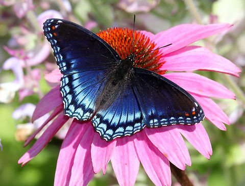 Red-spotted Purple Upperside is blue with a lot of iridescence on the outer part of the hindwings. The underside of the wings is dark brown. The forewings have 2 red bars near the base of the leading edge and the hindwings have 3 red spots near the base and a submarginal row of red-orange spots. 
https://www.jungledragon.com/image/71137/red-spotted_purple_-_limenitis_arthemis.html Butterfly,Geotagged,Limenitis arthemis,Red-spotted Purple,Summer,United States,White Admiral or Red-spotted Purple