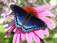 Red-spotted Purple Upperside is blue with a lot of iridescence on the outer part of the hindwings. The underside of the wings is dark brown. The forewings have 2 red bars near the base of the leading edge and the hindwings have 3 red spots near the base and a submarginal row of red-orange spots. <br />
https://www.jungledragon.com/image/71137/red-spotted_purple_-_limenitis_arthemis.html Butterfly,Geotagged,Limenitis arthemis,Red-spotted Purple,Summer,United States,White Admiral or Red-spotted Purple