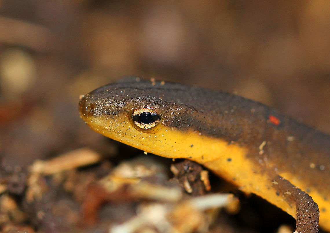 Eastern Newt (Adult) This is an adult eastern newt. Dorsally, they are olive green with small red spots that are outlined in black, while their bellies are yellow with small black speckles. The juveniles (red efts) are easily recognized for their bright orange-red color. Adults are aquatic, but they can survive on land if their aquatic habitat becomes unsuitable or if there's a drought. Eastern Newt,Eastern Newt (Adult),Eastern newt,Fall,Geotagged,Notophthalmus viridescens,United States,newt