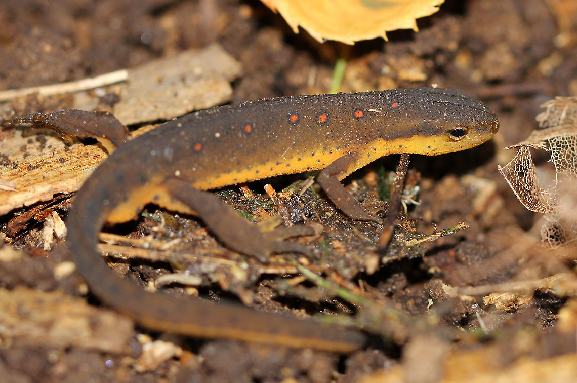 Eastern Newt (Adult) This is an adult eastern newt. Dorsally, they are olive green with small red spots that are outlined in black, while their bellies are yellow with small black speckles. The juveniles (red efts) are easily recognized for their bright orange-red color. Adults are aquatic, but they can survive on land if their aquatic habitat becomes unsuitable or if there's a drought. Eastern Newt,Eastern Newt (Adult),Eastern newt,Fall,Geotagged,Notophthalmus viridescens,United States,newt