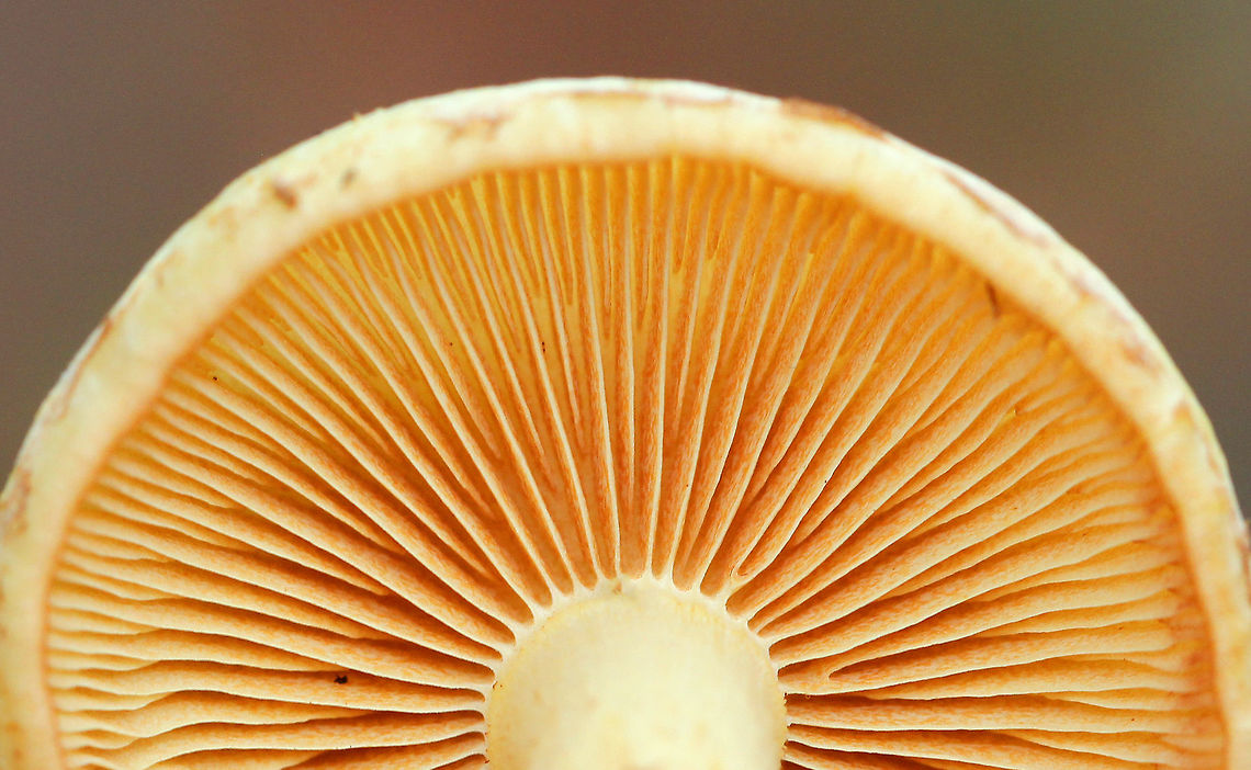 Flammula Alnicola Mushrooms Yellow, hygrophanous caps that were slightly sticky and rubbery. The tallest was about 7 cm tall. The stem, which was covered in fibers, was pale yellow at the apex brownish up from the base. The gills were yellow and were attached to the stem. Fall,Flammula Alnicola,Flammula Alnicola Mushrooms,Geotagged,United States,fungi,fungus,mushroom