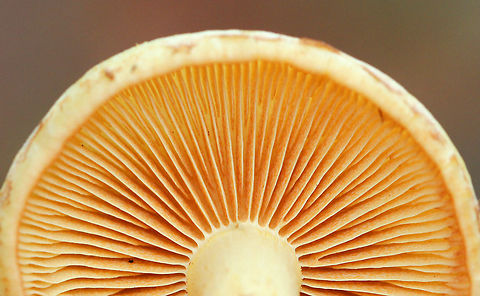 Flammula Alnicola Mushrooms Yellow, hygrophanous caps that were slightly sticky and rubbery. The tallest was about 7 cm tall. The stem, which was covered in fibers, was pale yellow at the apex brownish up from the base. The gills were yellow and were attached to the stem. Fall,Flammula Alnicola,Flammula Alnicola Mushrooms,Geotagged,United States,fungi,fungus,mushroom