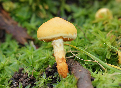 Flammula Alnicola Mushrooms Yellow, hygrophanous caps that were slightly sticky and rubbery. The tallest was about 7 cm tall. The stem, which was covered in fibers, was pale yellow at the apex brownish up from the base. The gills were yellow and were attached to the stem Fall,Flammula Alnicola,Flammula Alnicola Mushrooms,Geotagged,United States,fungi,fungus,mushroom