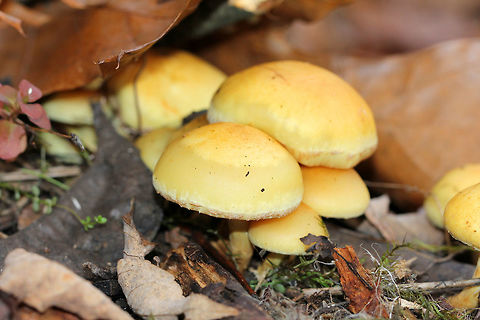 Flammula Alnicola Mushrooms Yellow, hygrophanous caps that were slightly sticky and rubbery. The tallest was about 7 cm tall. The stem, which was covered in fibers, was pale yellow at the apex brownish up from the base. The gills were yellow and were attached to the stem.  Fall,Flammula Alnicola,Geotagged,United States,fungi,fungus,mushrooms