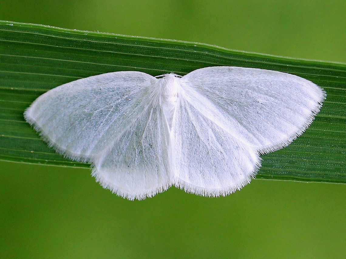 White Spring Moth White moth with fringe on the edges of its wings. It wings were translucent. Moth was approximately 32mm wide. Geotagged,Lomographa vestaliata,Moth Week 2018,Spring,United States,White Spring Moth,moth