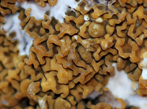 Serpula Himantioides Thin, resupinate, membranous basidiocarps. It had an irregularly wrinkled pore surface, which was yellowish-brown in color. The margin was white. This fungus is a pathogen and has an economic impact on lumber supply. Fall,Geotagged,Serpula Himantioides,Serpula himantioides,United States,fungi,fungus