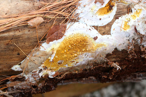 Serpula Himantioides Thin, resupinate, membranous basidiocarps. It had an irregularly wrinkled pore surface, which was yellowish-brown in color. The margin was white. This fungus is a pathogen and has an economic impact on lumber supply. Fall,Geotagged,Serpula Himantioides,Serpula himantioides,United States,fungi,fungus