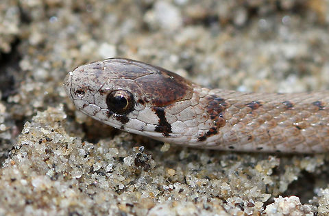 Dekay's Brown Snake Small, tan snake with two rows of dark brown spots down its back. This snake was approximately 15cm long. It was timid and tried to hide under a stick while I was taking its picture. Dekay's Brown Snake,Geotagged,Spring,Storeria dekayi,United States,snake