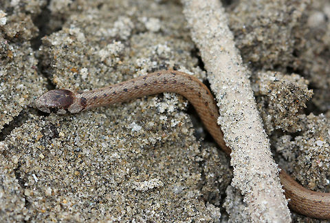 Dekay's Brown Snake Small, tan snake with two rows of dark brown spots down its back. This snake was approximately 15cm long. It was timid and tried to hide under a stick while I was taking its picture. De Kay's snake,Dekay's Brown Snake,Geotagged,Spring,Storeria dekayi,United States,snake