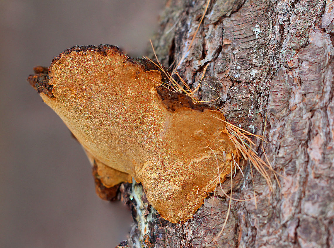 Pine Bracket This bracket fungus had a soft, orange-tan pore surface. The upper surface appeared to be brown and very woody, but it was 6 feet up the tree and I couldn't see the top. It was a very tough and impressively strong fungus. I actually held onto each end of it with my hands and dangled off the fungus, trying to pull at least some of it off the tree, but it wouldn't budge - even with all of my body weight hanging off of it! This fungus is a plant pathogen, which causes extensive white rot, making the wood useless as timber. It is one of the most harmful decaying agents of coniferous trees in this area. However, it is also an important forest disturbance agent because it plays a crucial role in the formation of habitat for numerous forest animals. Geotagged,Pine Bracket,Porodaedalea piceina,United States,Winter,fungi,fungus