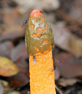 Red Stinkhorn This mushroom truly smells much worse than it looks. After all, it's called a "stinkhorn" for a reason. It has a spike-like orange fruiting body with small pockmarks and an olive-brown, gelatinous, stinky spore mass towards the apex, which is called the gleba. The fetid odor of the gleba attracts flies. The gleba sticks to the flies as they feed on it, and the flies then mechanically spread the fungus when they land in different places. In addition, the flies further aid in spore dispersal by frantically sucking up the gleba as they can consume as much as 80 percent of their body weight in stinkhorn gleba daily! This putrid gorging upsets the fly's digestive system, which then enables the spores to quickly make their exit from the fly's hindgut.  Fall,Geotagged,Phallus rubicundus,Red Stinkhorn,Red Stinkhorn Fungus,United States,fungi,fungus,mushroom,mycophagy,stinkhorn