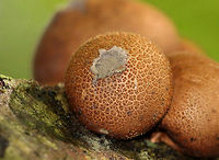 Stump Puffball - Lycoperdon pyriforme These puffballs are round when young, but become pear-shaped when mature. Also, when they are mature, they develop a central hole through which spores are liberated - usually by rain. I spotted dozens of these puffballs that were in various stages of development.<br />
https://www.jungledragon.com/image/71924/stump_puffball_-_lycoperdon_pyriforme.html Geotagged,Lycoperdon pyriforme,Pear-shaped Puffball,Stump Puffball,Summer,United States,puffball