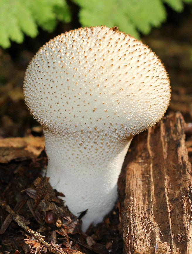 Gem-studded Puffball This type of puffball is shaped like an inverted pear with a prominent stem/stalk and a round top. They are covered with brown spines when young. At maturity, they develop a central perforation through which spores are released by rain and wind. The interior is completely white and homogenous. Common puffball,Gem-studded Puffball,Geotagged,Lycoperdon perlatum,Summer,United States,puffball