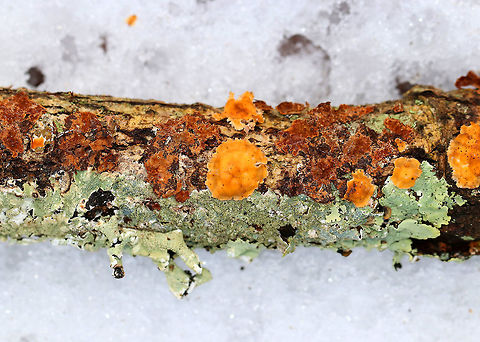 Crowded Parchment - Stereum complicatum This fungus provided a beautiful bit of color in the snow! Most were 0.5-1.5 cm in size, and many were fused together. They had irregular shapes with concentric zones of orange and some tan coloration. No pores or stem present. 
https://www.jungledragon.com/image/71590/crowded_parchment_-_stereum_complicatum.html Crowded Parchment,Fall,Geotagged,Stereum complicatum,Stereum rameale,United States