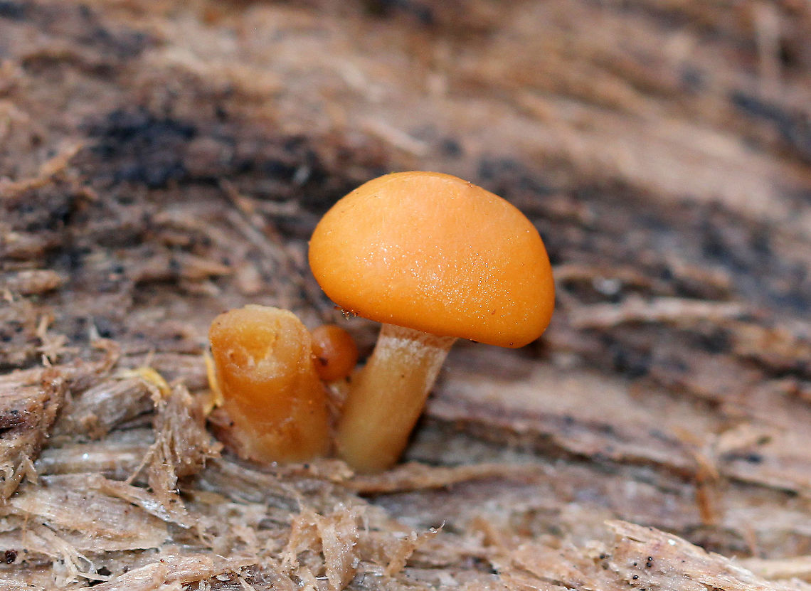 Deadly Galerina This species has the moniker "funeral bells", and is not a mushroom that you want to mess around with. The caps were tacky and orange-brown to cinnamon colored. Yellowish gills that were just beginning to run down the stem. This species has a stipe that is roughly the same width all the way down and has a fragile, cottony area left from the ring. This cottony zone is one of the most helpful physical features in identifying this deadly species. Caps were 2-4cm wide. <br />
<br />
Galerina marginata has the same kind of toxins that the deadly Amanita species produce. These toxins, called amatoxins, are especially dangerous because they do not produce symptoms for 6-24 hours. Because of the delayed onset of symptoms, the sufferer may not realize that the mushroom they ate earlier is the cause of their illness. Initial symptoms resemble food poisoning, but gradually worsen for a few days until there is a short remission. Unfortunately, the symptoms return within 24 hours, and after another week or so, the liver and kidneys fail. This will result in death unless a liver transplant is performed. <br />
<br />
 There is a drug called Silibinin, which is derived from milk thistle, that may be useful in treating amatoxin poisoning - if it is administered soon after poisoning occurs.  Deadly Galerina,Fall,Galerina marginata,Geotagged,United States,fungus,mushroom