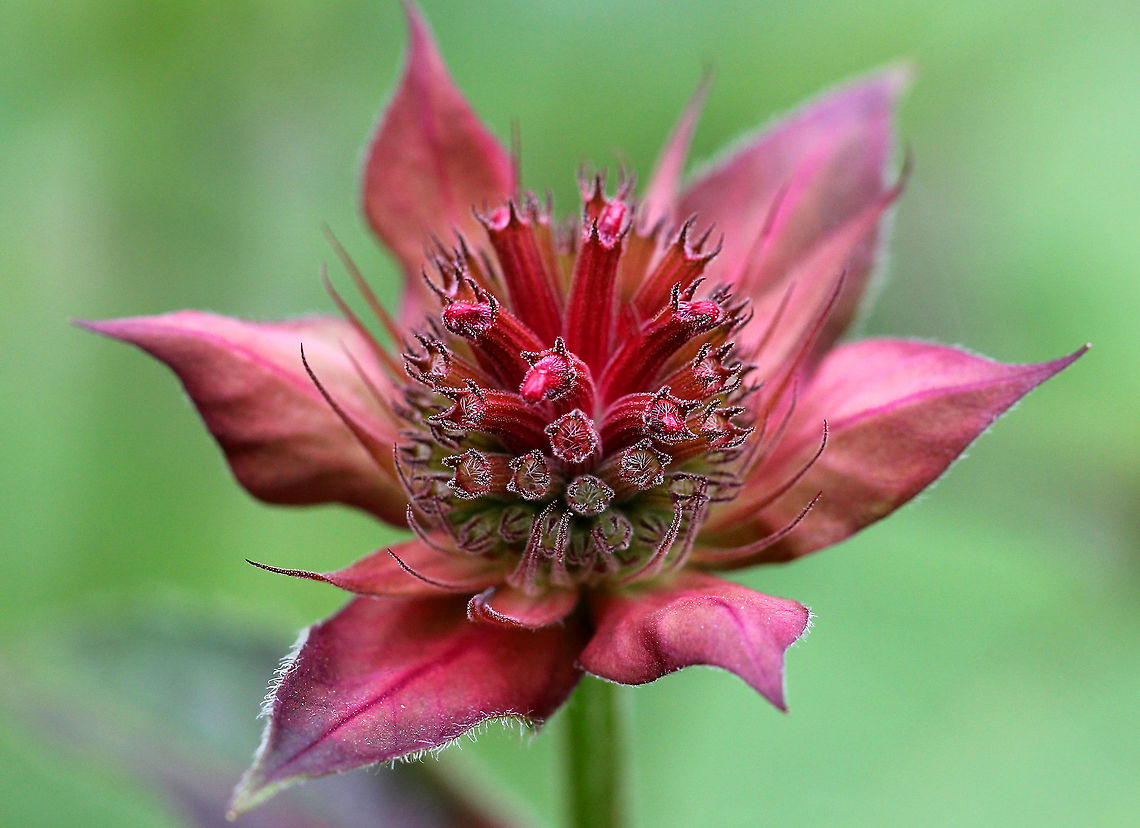 Scarlet Beebalm Dense, rounded clusters/tufts of bright red to pink, tubular flowers. The stems have large, oval-triangular shaped leaves, which smell like mint when crushed. Geotagged,Monarda didyma,Scarlet Beebalm,Summer,United States,beebalm,flower